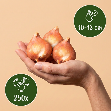 250x Bulbs From Holland - Bloembollen - Bollen uit Holland - Diversen - Zomerbloeier - Bolmaat 10/12