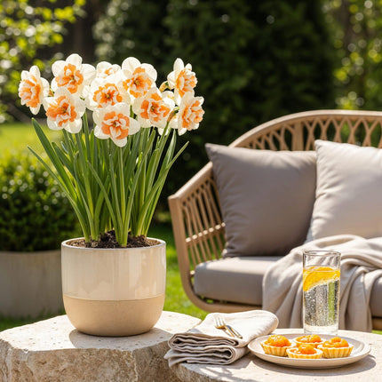 Bulbes de fleurs - Narcisses Replete - Blanc et orange - Lot de 10 - Calibre 10/12 - Format XXL