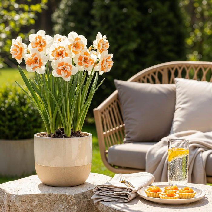 Bloembollen - Narcis Replete - Kleur Wit en Oranje - 10 stuks - Bolmaat 10/12 - XXL Pack