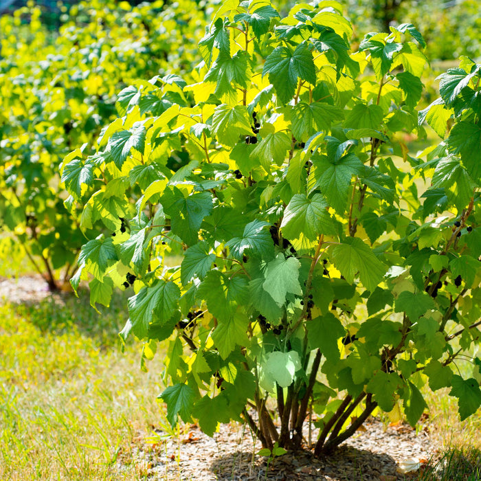 Fruitplant - Zwarte bes - Ribes nigrum Titania - Zwarte Bes - 2 planten -  Pot 11cm Hoogte 40cm