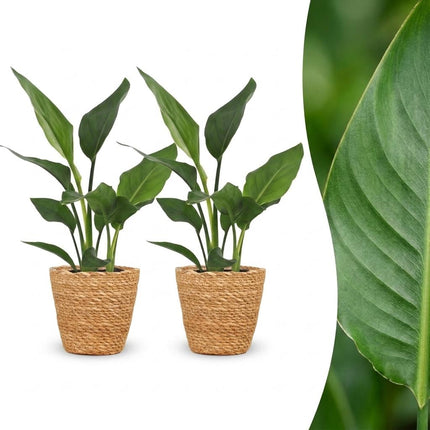 Strelitzia Reginea - Paradijsvogelplant - 2x - met Mand - Pot 12cm - Hoogte - 35cm
