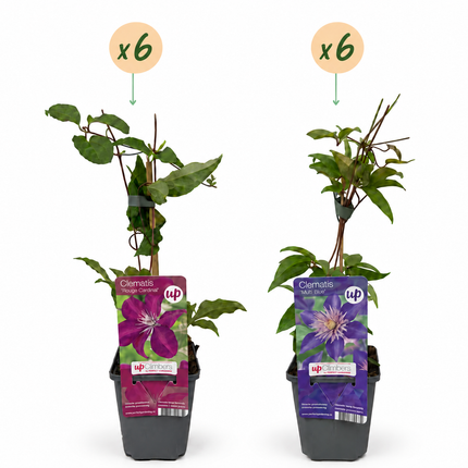 Clematis Duo Blue & Red - Bosrank Duo Blauw & Rood 12x - Blauw - Rood - Klimplant - Ø9cm - ↕35cm