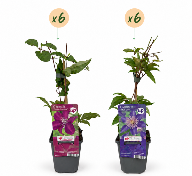 Clematis Duo Blue & Red - Bosrank Duo Blauw & Rood 12x - Blauw - Rood - Klimplant - Ø9cm - ↕35cm
