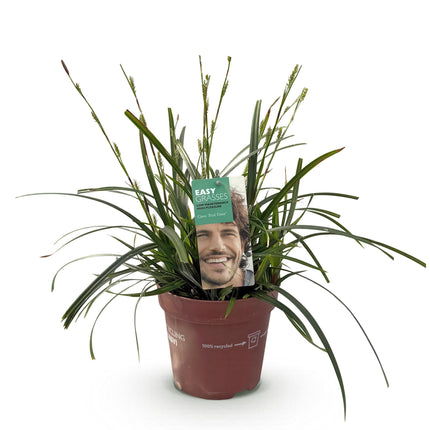 Carex oshimensis Verde Intenso - Carice - ↕50cm - Ø17cm