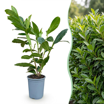 Prunus laur. Caucasica - Laurierkers - 40x Haagplanten - Groenblijvend - Groen - Pot 9cm - Hoogte 25-35cm