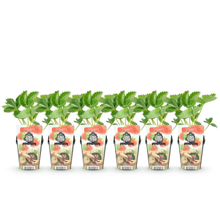 Erdbeerpflanzen – Fragaria elvira – Winterhart – 6 Pflanzen – 9-cm-Topf – Rote Erdbeere