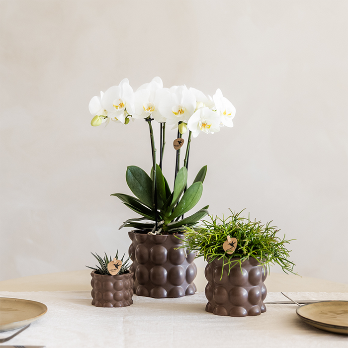 Plantenset Cotton bruin | Groene planten met witte Phalaenopsis orchidee Ghent in keramieken sierpotten