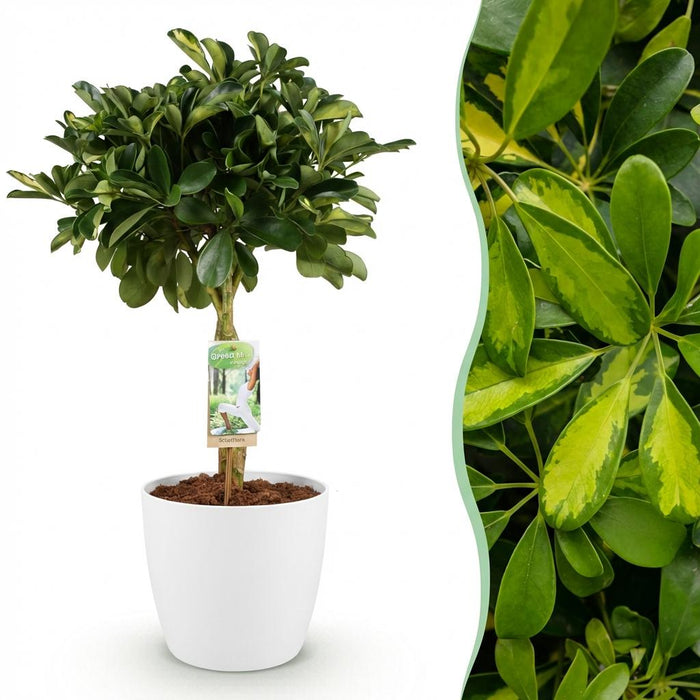 Schefflera Gold Capelle - Vingerboom - met witte plantenpot - ↕70-80cm - Ø21cm