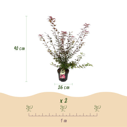 Acer palmatum Shaina - Japanse Esdoorn - Bladverliezend - Rood - Pot 26cm - Hoogte 90cm