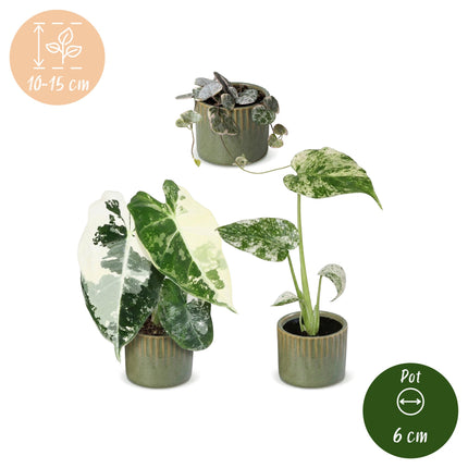 Baby Planten Variegata Mix - Diversen 3x - Tropisch - incl. Linnea Olive - Ø6cm - ↕10-15cm