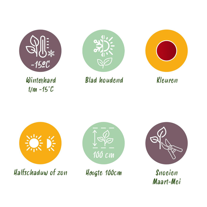 Leucothoe Zeblid - Rood - 2 Planten - Groenblijvend - Weinig Onderhoud - Pot 17cm Hoogte 45cm