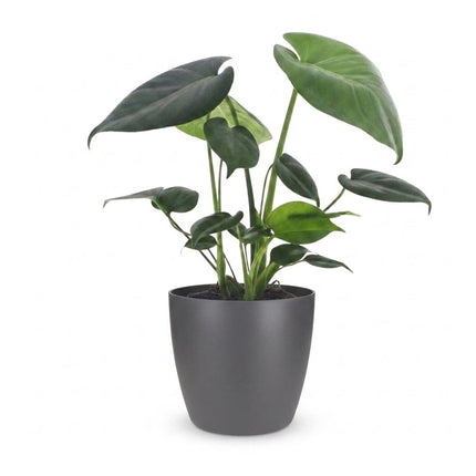 Monstera Deliciosa - Gatenplant - met Potter Grijs - Pot 12cm - Hoogte - 30cm