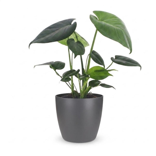 Monstera Deliciosa - Roślina serowa szwajcarska - z szarą ceramiką - doniczka 12 cm - wysokość - 30 cm