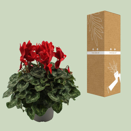 Red Cyclamen - ↕40cm - Ø17cm