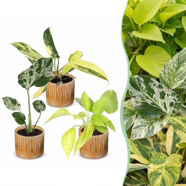 Babyväxter Tropical Mix - Blandade 3x - Tropisk - inkl. Linnea Honey - Ø6cm - ↕10-15cm