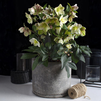 Lenzrose (Helleborus diamfire) – Grüne Blüte – Topf 19 cm, Höhe 40 cm