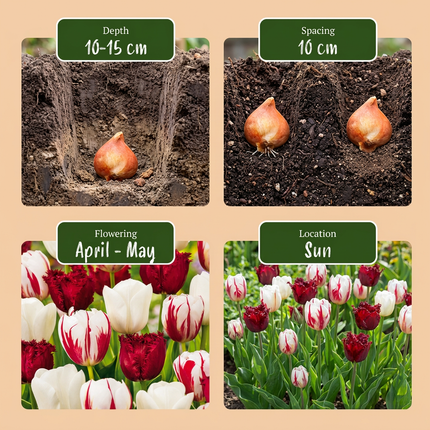 15x Tulipa Dutch Design - Bloembollen - Tulp Dutch Design - Roze en Wit - Voorjaarsbloeier - Bolmaat 11/12