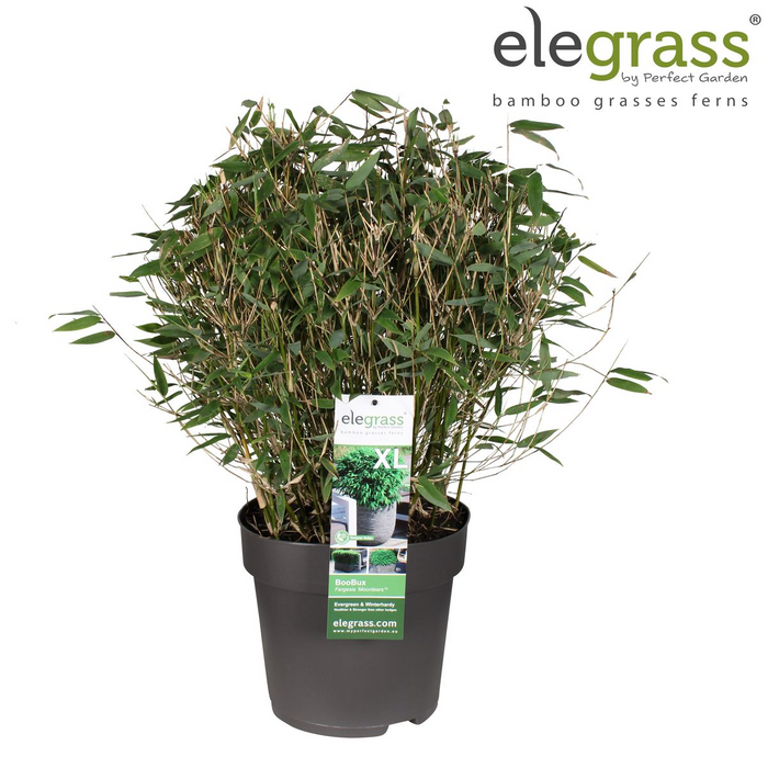 Fargesia 'Moontears'® Boobux - niet woekerende bamboe - ↕70cm - Ø29cm