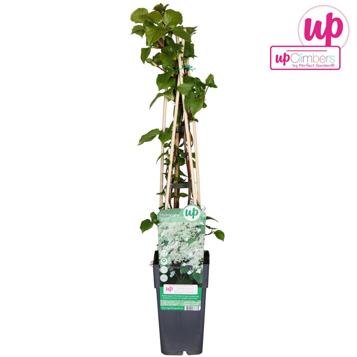Hydrangea Petiolaris - Klimhortensia - ↕65cm - Ø15cm
