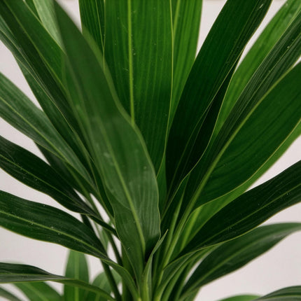 Yucca Elephantipes - ↕100cm - Ø21cm