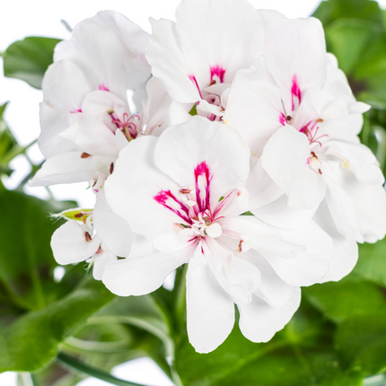 Geranio pendente - Pelargonium peltatum Bianco Ø12 cm - ↕20 cm - 8x