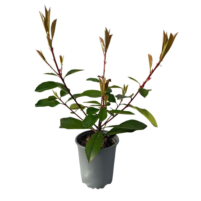 Haagplanten - Photinia fraseri Red Robin - blad rood groen  - 8 planten - 1 strekkende meter - groenblijvend - pot 9cm hoogte 30-35cm