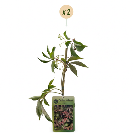 Parthenocissus henryana - Chinese wingerd 2x - Groen - Klimplant - Ø9cm - ↕35cm