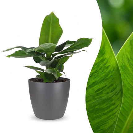 Musa Oriental Dwarf - Dwergbanaan - met grijze pot - ↕30cm - Ø12cm
