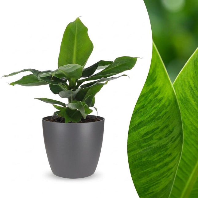Musa Oriental Dwarf - Dwergbanaan - met grijze pot - ↕30cm - Ø12cm