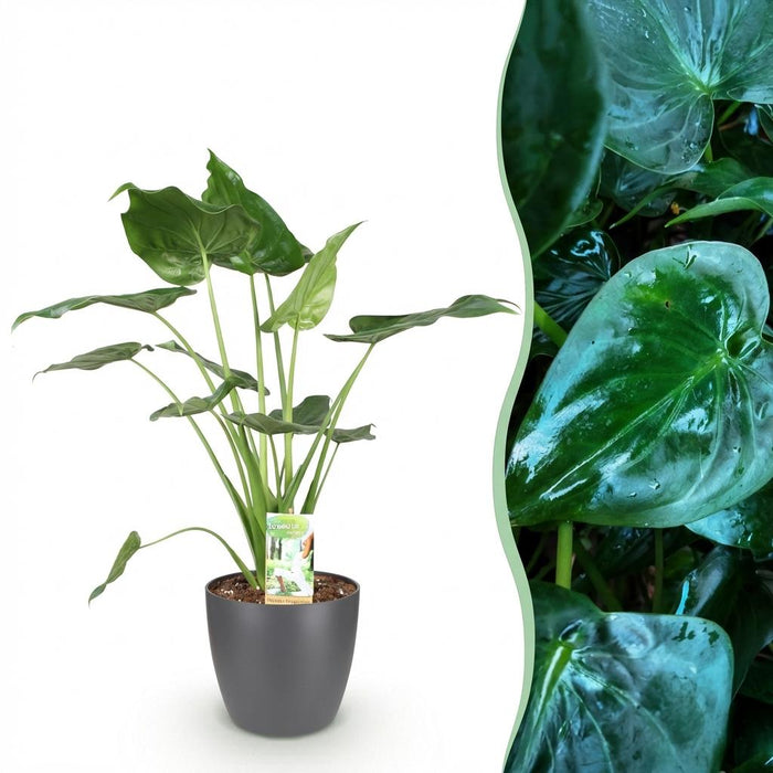 Alocasia Cucullata - Boeddha's hand - met grijze plantenpot - ↕65-70cm - Ø21cm