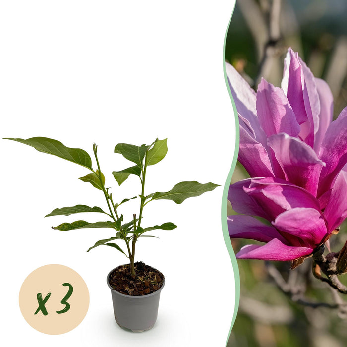 Magnolia liliiflora Nigra - Bloem Paars - 3 Planten - Bladverliezend - Weinig Onderhoud - Pot 12cm Hoogte 30cm