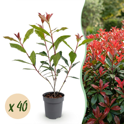 Photinia fraseri Carre Rouge - Glansmispel - 40x Haagplanten - Groenblijvend - Rood - Pot 9cm - Hoogte 25-35cm