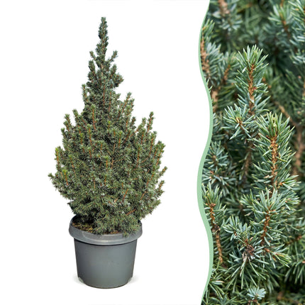 Picea glauca Sander's Blue - Blauwe kegelspar - Blauw - Kerstboom - Ø23cm - ↕60cm