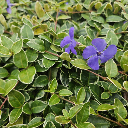 Vinca minor 'Ralph Shugert' - Kleine Maagdenpalm - ↕10-25cm - Ø9cm - 24x