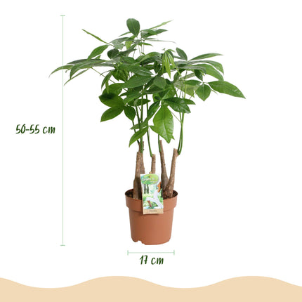 Pachira Aquatica de tallos múltiples - Árbol del dinero - ↕50-55cm - Ø17cm