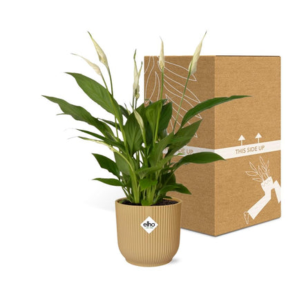 Spathiphyllum 12cm Torelli in elho Vibes Fold Ø14cm yellow