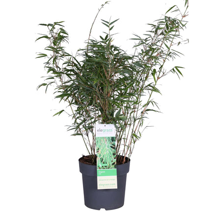 Fargesia rufa - Non-invasive bamboo - ↕80cm - Ø23cm