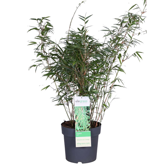 Fargesia rufa - Bambù non invasivo - ↕80cm - Ø23cm