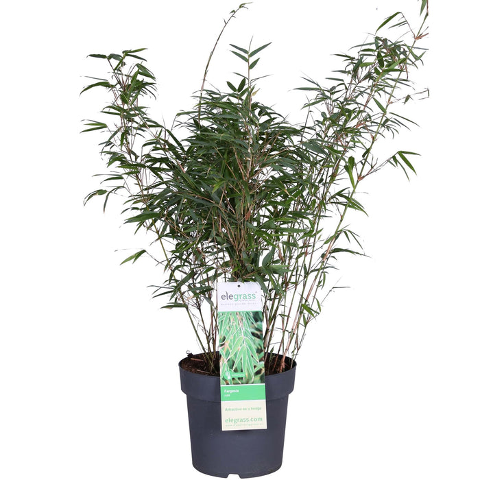 Fargesia rufa - Niet woekerende bamboe - ↕80cm - Ø23cm