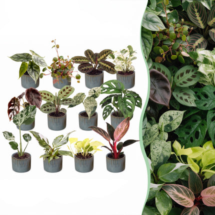 Baby Plants Surprise Box 12x - Verrassingsbox kleine planten - Diversen - Tropisch - incl. Linnea Misty Blue - Ø6cm - ↕5-15cm
