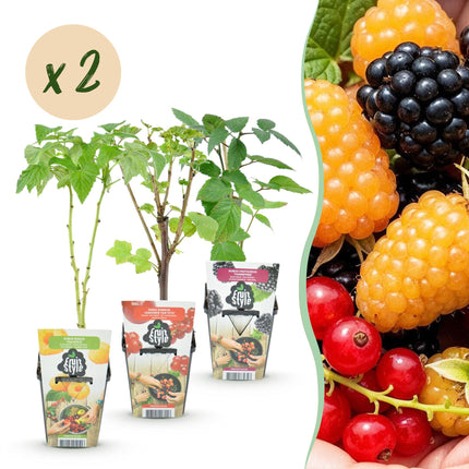 Obstpflanzen – Dreifarbig – Rote Johannisbeere – Gelbe Himbeere – Brombeere – Winterhart – 6 Pflanzen – 9-cm-Topf