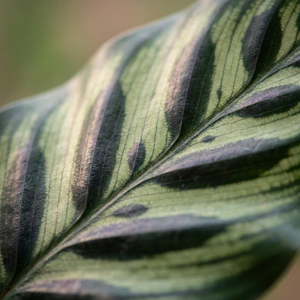 Calathea Makoyana - Peacock plant - ↕70cm - Ø19cm