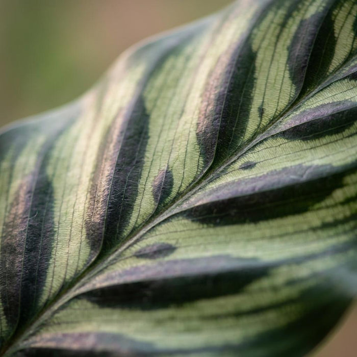 Calathea Makoyana - Påfugleplante - ↕70cm - Ø19cm