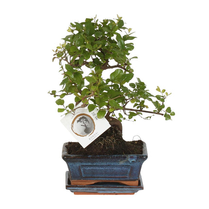 Bonsai S-vorm - ↕15cm - Ø15cm