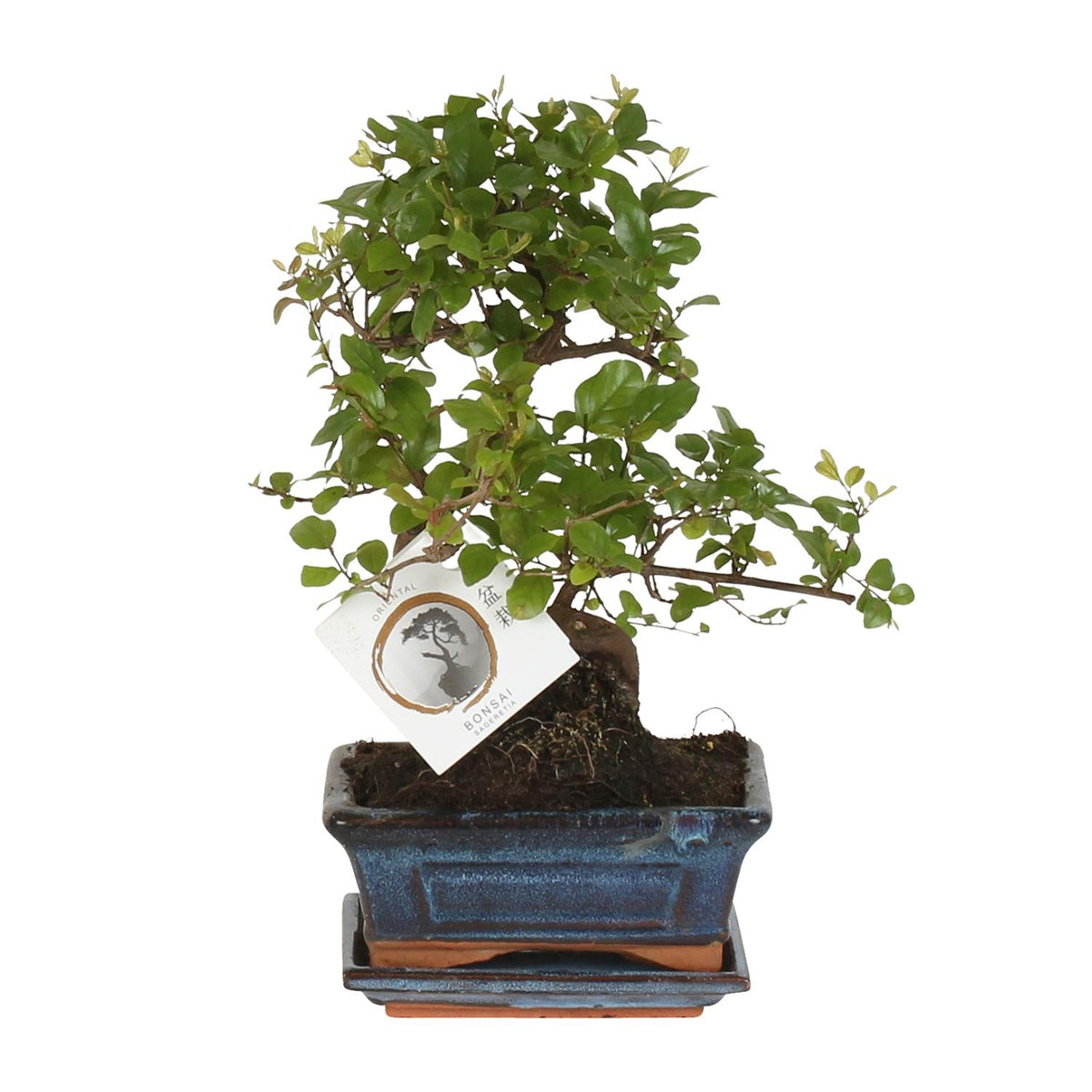 Bonsai S-Form - ↕15cm