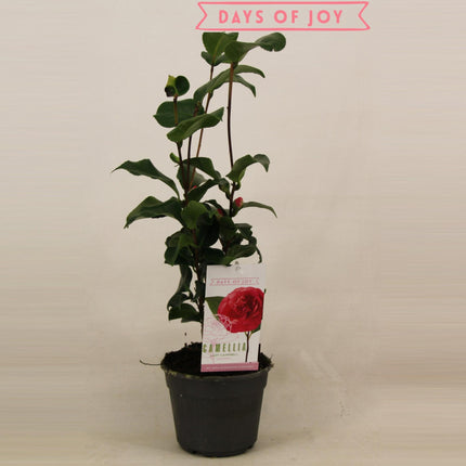 Camellia Japonica 'Lady Campbell' - ↕45cm - Ø15cm