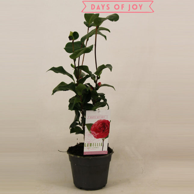 Camellia Japonica 'Lady Campbell' - ↕45cm - Ø15cm