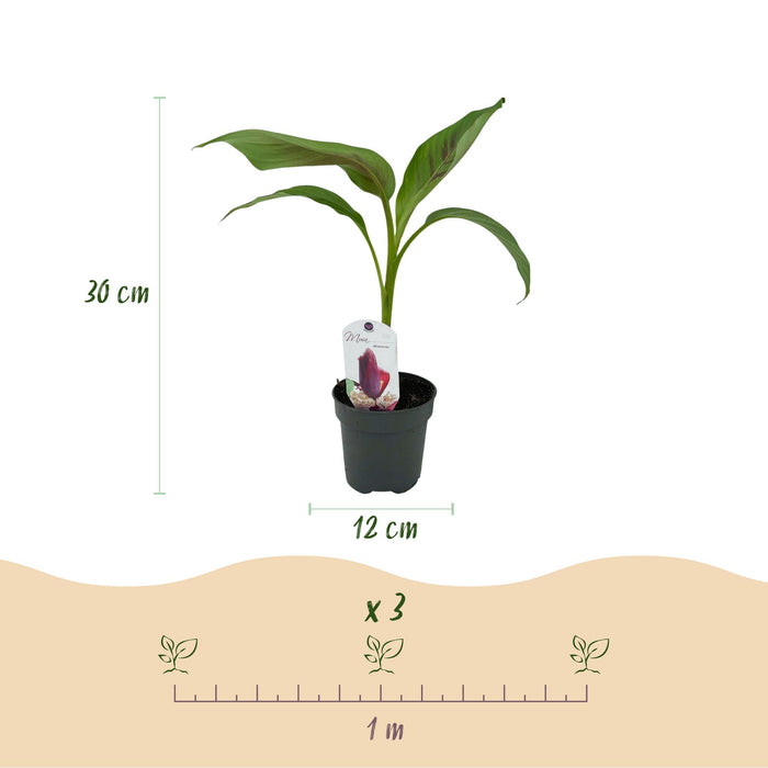 Fruitplant - Bananen plant - Musa sikkemensis Red Tiger - Winterhard - 2 planten - Pot 12cm Hoogte 30cm