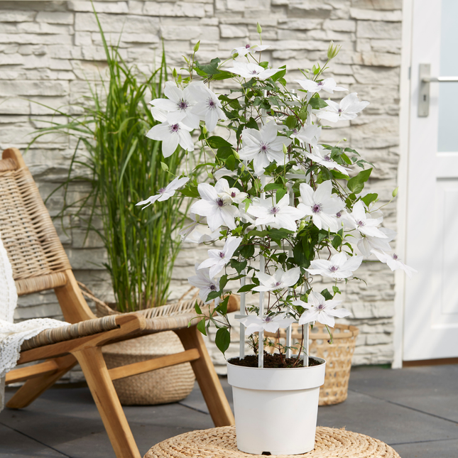 Clematis Garland Tsukiko - ↕70cm - Ø23cm