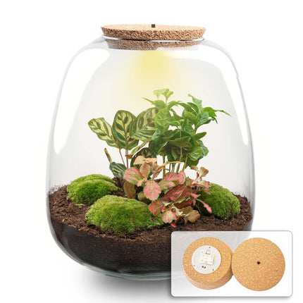 Plant terrarium - Emma - DIY kit - ↕25 cm - Ø23cm - Coffea Red